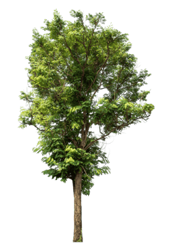 Tree Isolated on transparent Background, tropical trees isolated used for design, tropical trees isolated used for design png