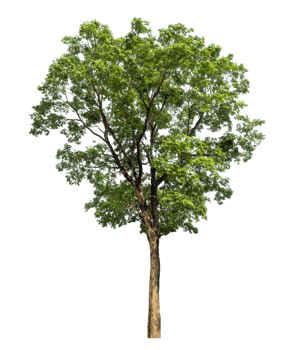 Isolated tree on transparent background png