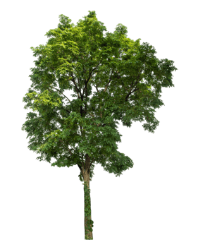 Isolated Single tree with clipping path and alpha channel on a transparent picture background, high resolution. png