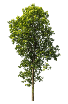 Real tree with green leaves, tree with clipping path and alpha channel on a transparent picture background, high resolution., png