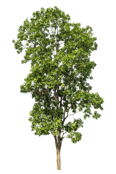 Green Tree Isolated on transparent Background, tropical trees. png