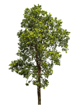 Single tree with clipping path and alpha channel on a transparent picture background, high resolution. png
