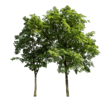 Group of trees isolated on transparent background. png