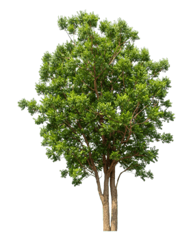 Green Isolated on transparent Background, tropical trees png