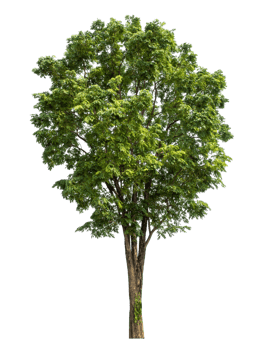 Tree Isolated on transparent Background, tropical trees,Tree Isolated on transparent Background, tropical trees isolated used for design, high resolution png