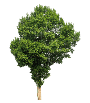 Green trees isolated on transparent background with clipping path and alpha channel high resolution. png