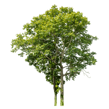 Real trees with green leaves, tree on transparent backgroundTree Isolated on transparent Backgroundand foliage in summer with cut path and alpha channel, high resolution. png