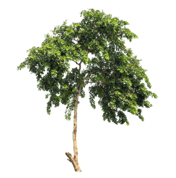 Tree Isolated on transparent Background, tropical trees. png