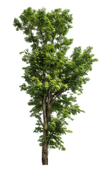 Single green tree isolated on transparent background with clipping path and alpha channel. png