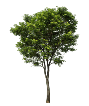 Tree Isolated on transparent Background, tropical trees isolated used for design, high resolution png