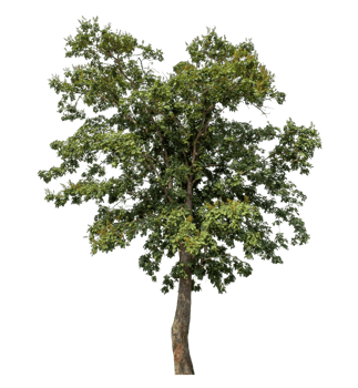 Tree on transparent background, tropical trees isolated used for design, tropical trees isolated used for design png