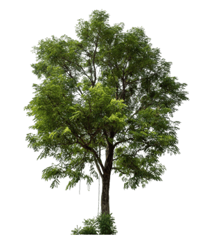 Isolated single trees on a transparent picture background. tropical trees. png