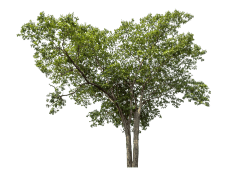 Trees on a transparent picture background. tropical trees png