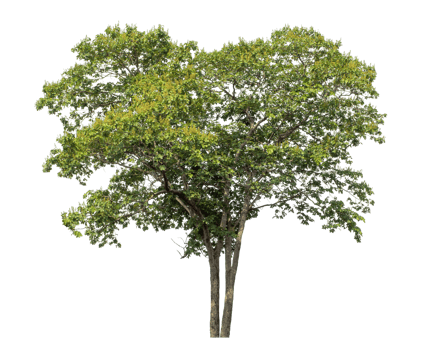 Tree on transparent background, high resolution. png
