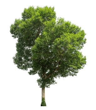 Green tree isolated on transparent background, plant green tree love the world concept. png