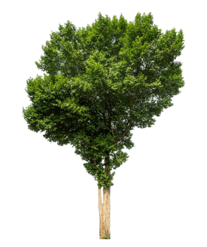 Green tree Isolated on transparent Background, tropical trees isolated used for design tropical trees isolated used for design png