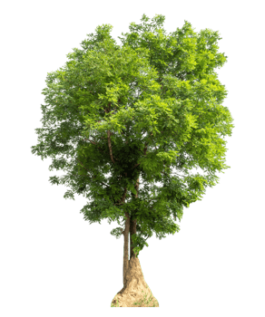 Tree Isolated on transparent Background, real tree green leaf png