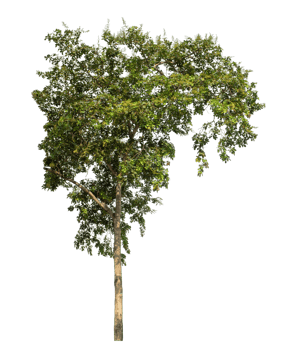 Tree Isolated on transparent Background, tropical tree isolated used for design png