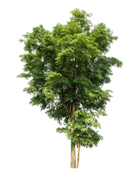 Tree on transparent background, real tree green leaf , tropical trees isolated used for design png