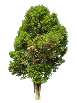 Tree on transparent background, real tree green leaf , tropical trees isolated used for design, tropical trees isolated used for design png