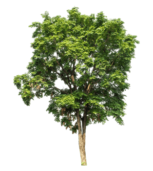 Tree Isolated on transparent Background, tropical trees isolated used for design. png