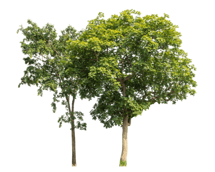 Group of trees isolated on transparent background, tropical trees isolated used for design png