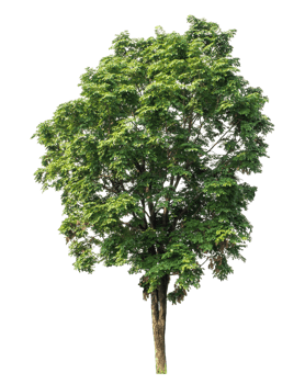 Trees isolated on transparent background, high resolution png
