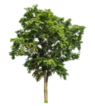 trees isolated on transparent background, high resolution. png