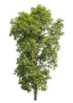 trees in summer isolated on transparent background. png