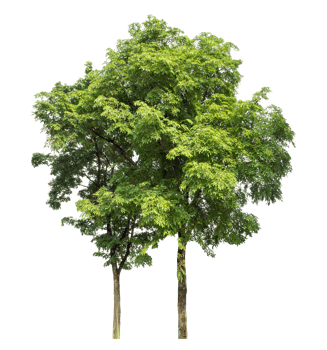 trees in summer isolated on transparent background, high resolution png
