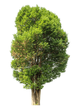 Tree green leaves stands alone on transparent background. high resolution png