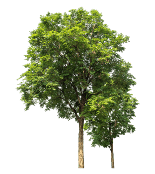 Big trees in summer isolated on transparent background, high resolution. png