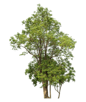 trees in summer isolated on transparent background, high resolution. png