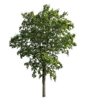Isolated single tree on transparent picture background. png