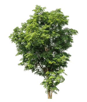 Isolated single green tree on transparent background. png