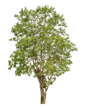 Trees isolated on transparent background, tropical trees isolated used for design. png
