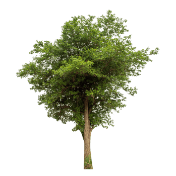 Isolated single tree on a transparent picture background. png