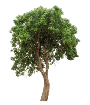 Green tree isolated on transparent background. Forest and foliage in summer. high resolution. png