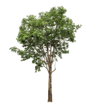 tree isolated on transparent background. Forest and foliage in summer, high resolution png