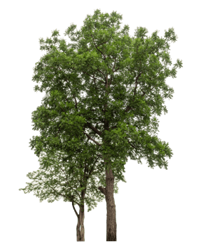 Green trees isolated on transparent background. Forest and foliage in summer, high resolution png