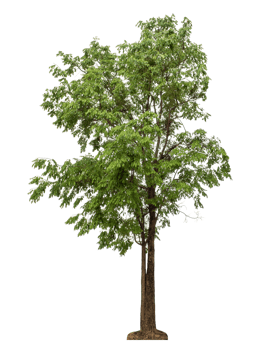 Summer, Green tree isolated on transparent background. Forest and foliage in summer, high resolution png