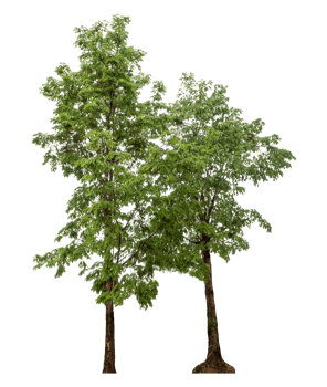 Green trees isolated on transparent background . png