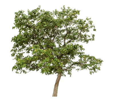 Trees isolated on transparent background, tropical trees high resolution. png