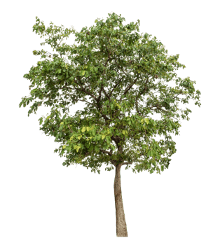 Isolated tree on transparent background, high resolution. png