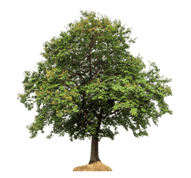 Green tree isolated on transparent background. png