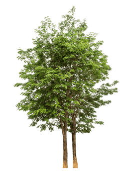 Trees isolated on transparent background, real tree green leaf. png