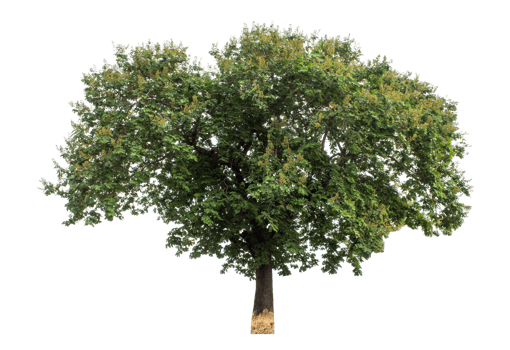 Trees on transparent background, real tree green leaf, high resolution. png