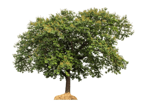 Tree in summer isolated on transparent background. png
