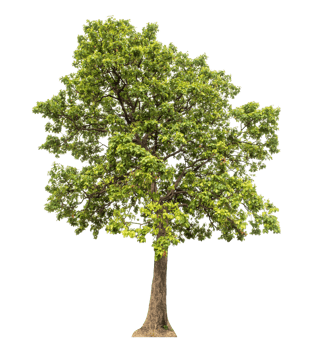 Green tree isolated on transparent background, high resolution. png