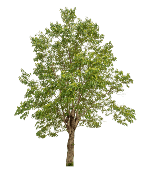 Tree isolated on transparent background, high resolution. png